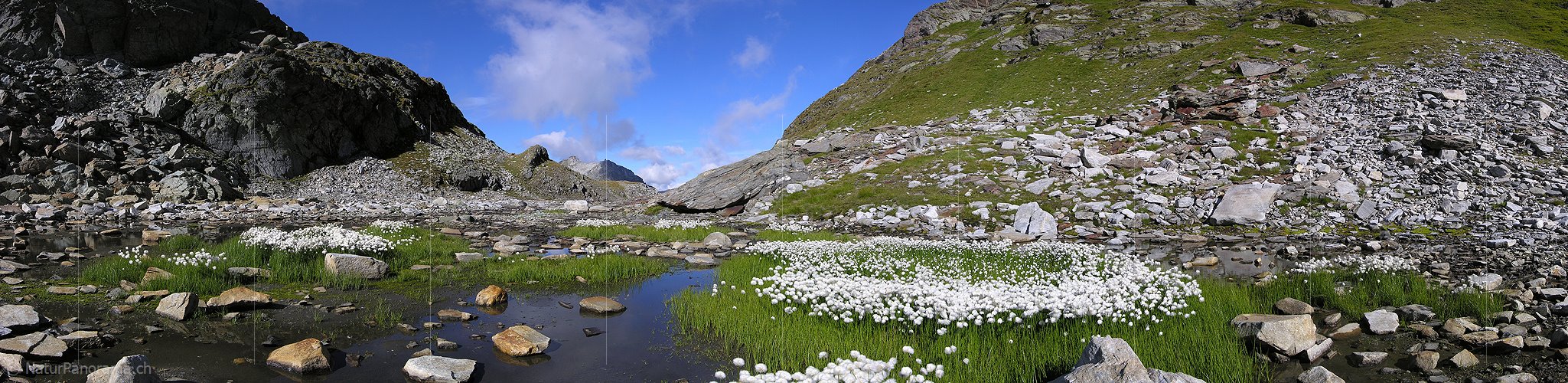 P001293: Panorama Wollgras