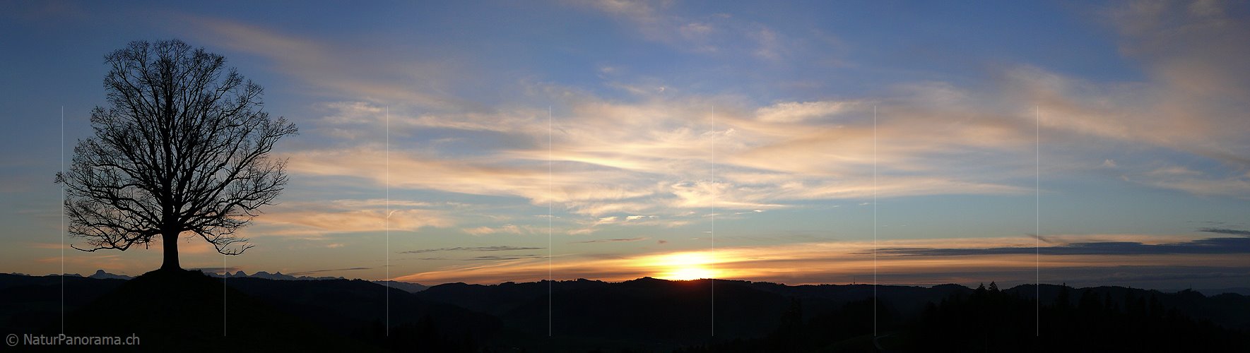 P001633: Panorama Sonnenuntergang mit Baum (Linde)