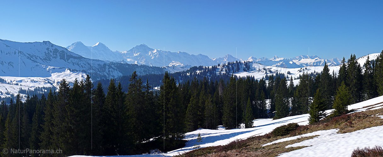 P002063: Panoramabild Bergwald vor Eiger, Mönch und Jungfrau