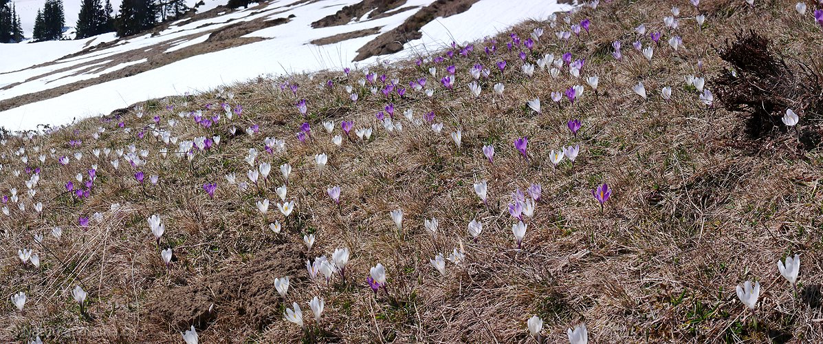 P002068: Panoramabild Bergflora