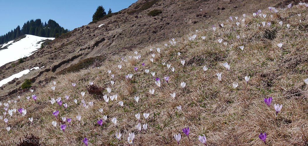 P002069: Panoramafoto Bergflora