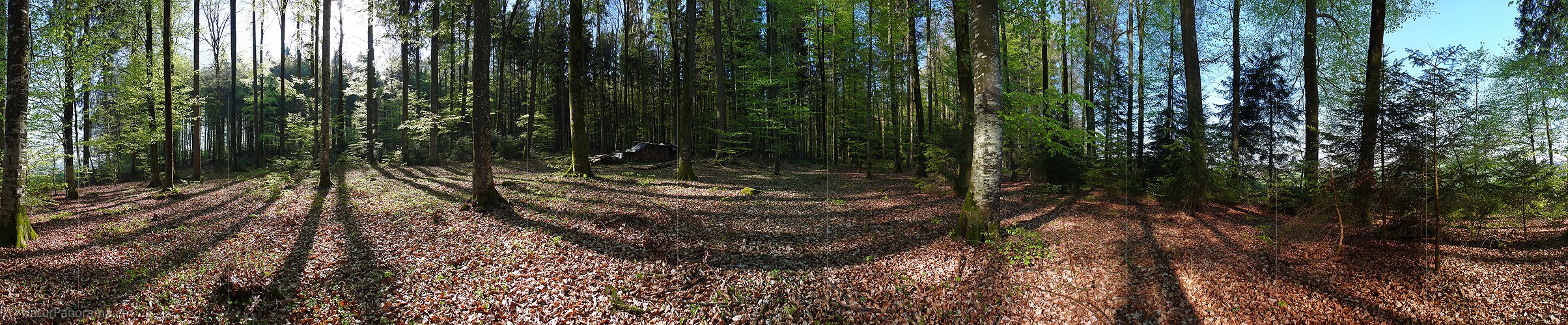 P002084: Panoramabild Schatten im Frühlingswald
