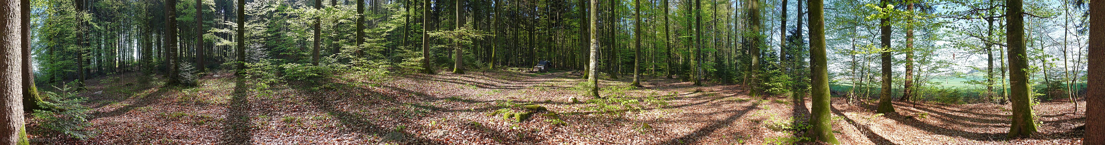 P002087: Panoramabild Frühlingswald