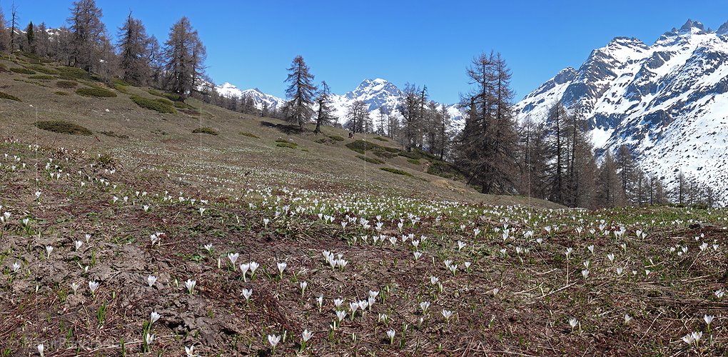 P002099: Panoramabild Krokuswiese in Bergwelt