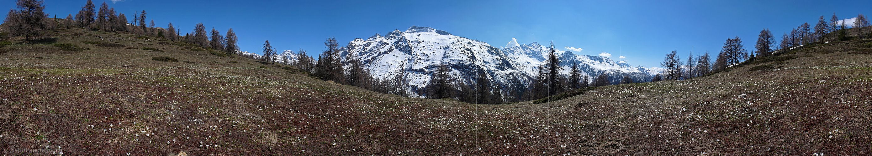 P002101: Panoramabild Krokuswiese vor verschneiten Bergen