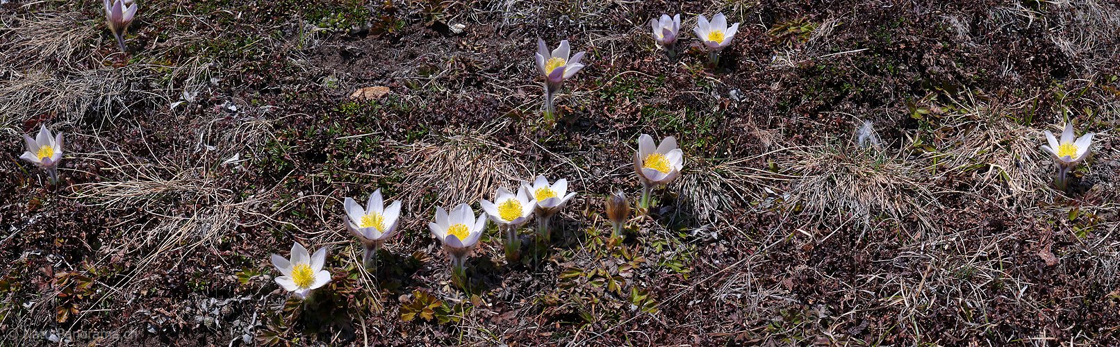 P002106: Panoramabild Pelzanemonen