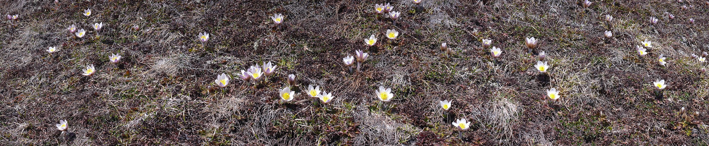 P002108: Panorama Pelzanemonen