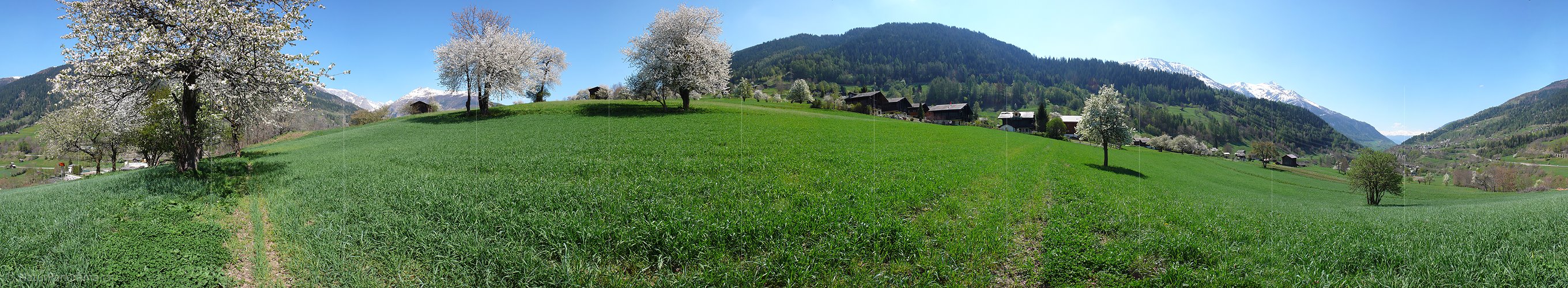 P002110: Panoramabild Blühende Bäume