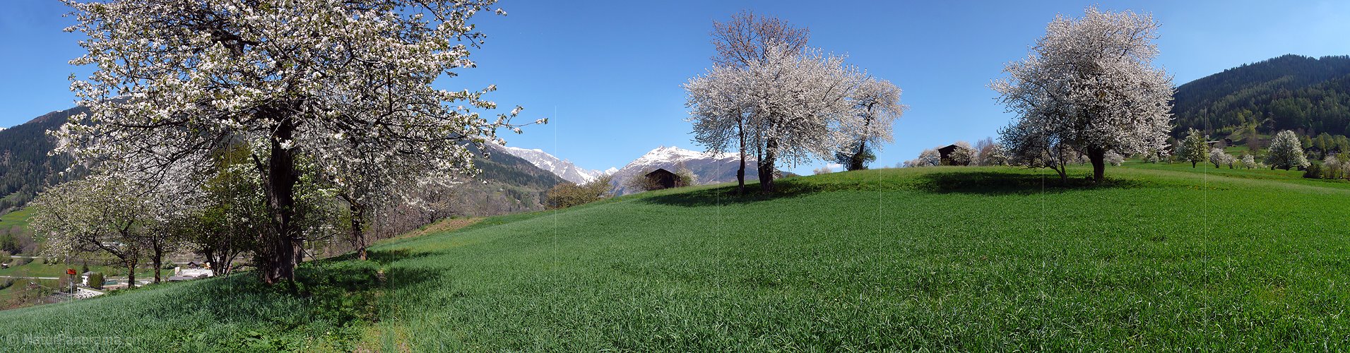 P002111: Panorama Blühende Bäume