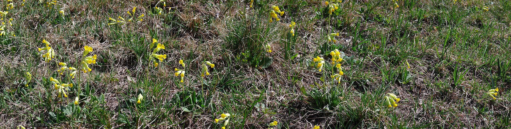 P002113: Panorama Schlüsselblumen