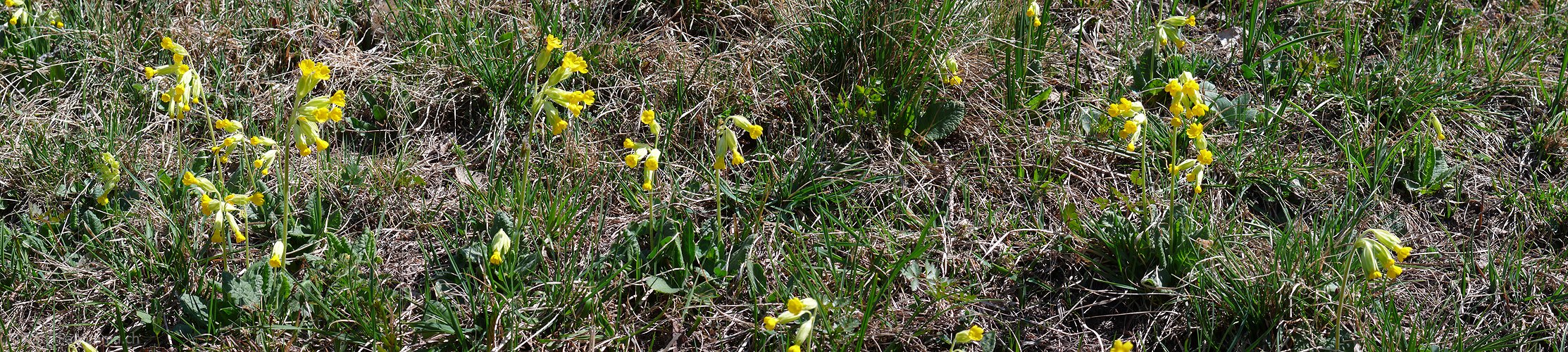 P002114: Panoramafoto Schlüsselblumen