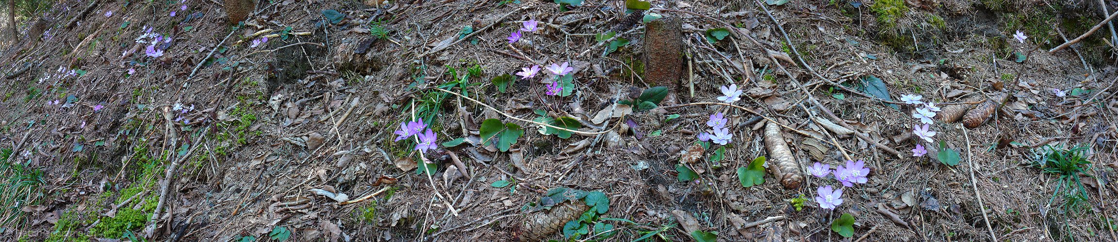 P002117: Panorama Leberblümchen