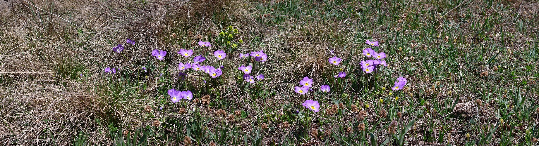 P002119: Panorama Stiefmütterchen