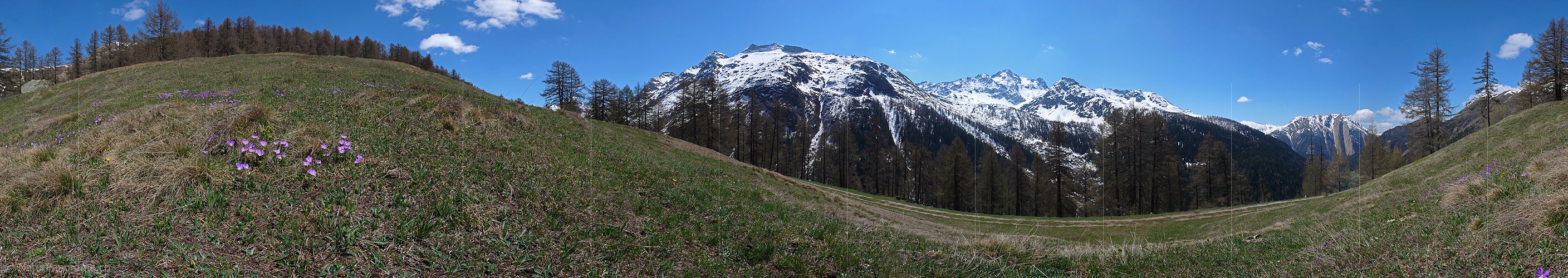 P002120: Panoramabild Farbtupfer in Alpweide