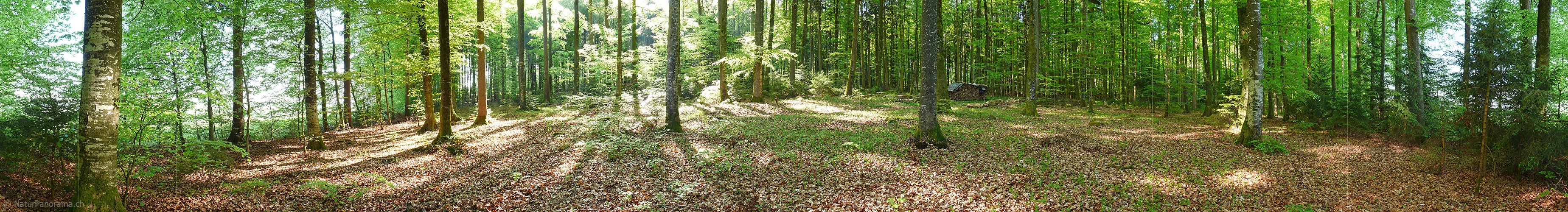 P002129: Panoramafoto Frühlingswald