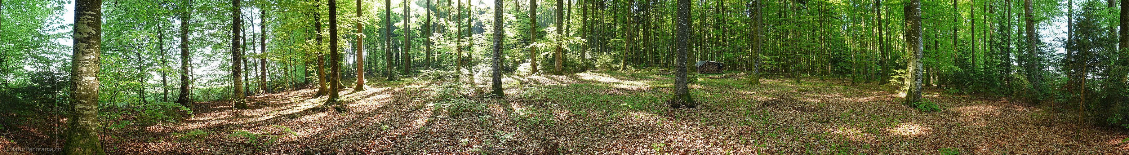 P002129a: Panoramafoto Frühlingswald