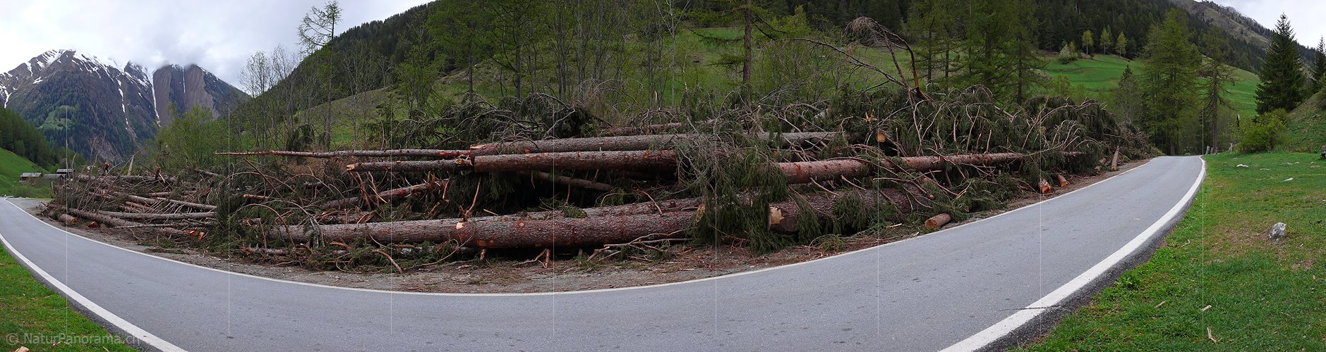 P002141: Panoramabild Fallholz