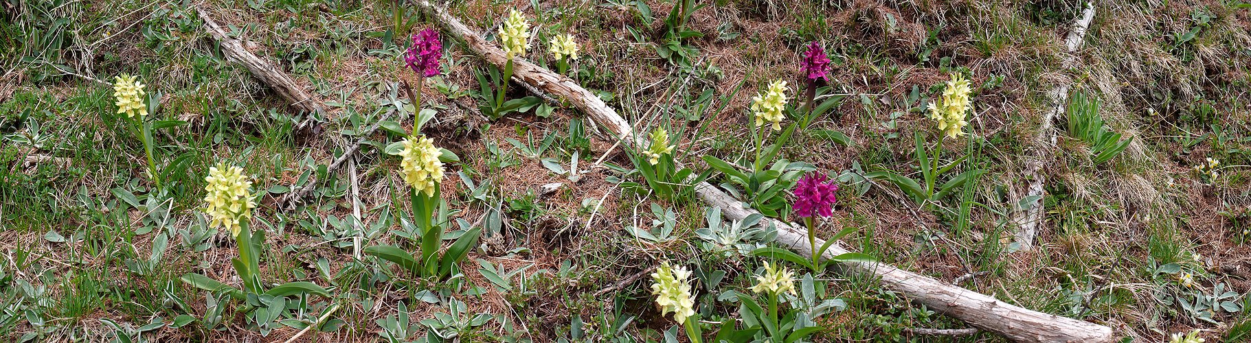 P002144: Panoramaaufnahme Knabenkraut (Orchideen)