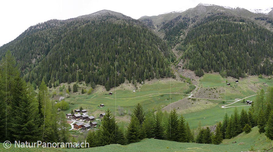 P002145: Panoramabild Schutzwald