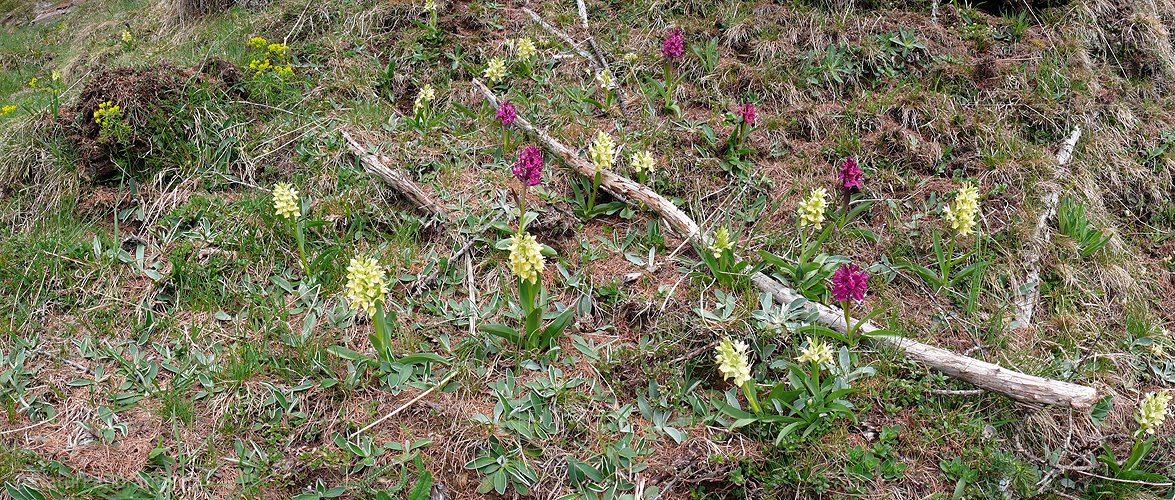 P002146: Panoramabild Knabenkraut