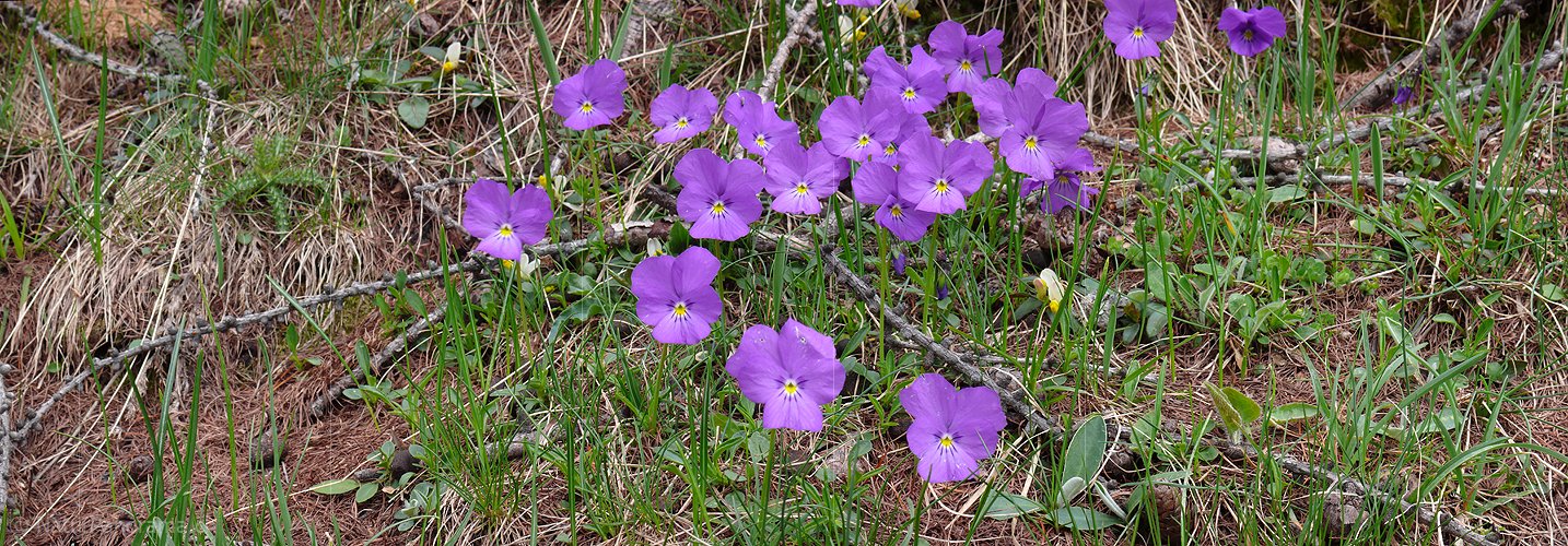 P002150: Panoramabild Stiefmütterchen