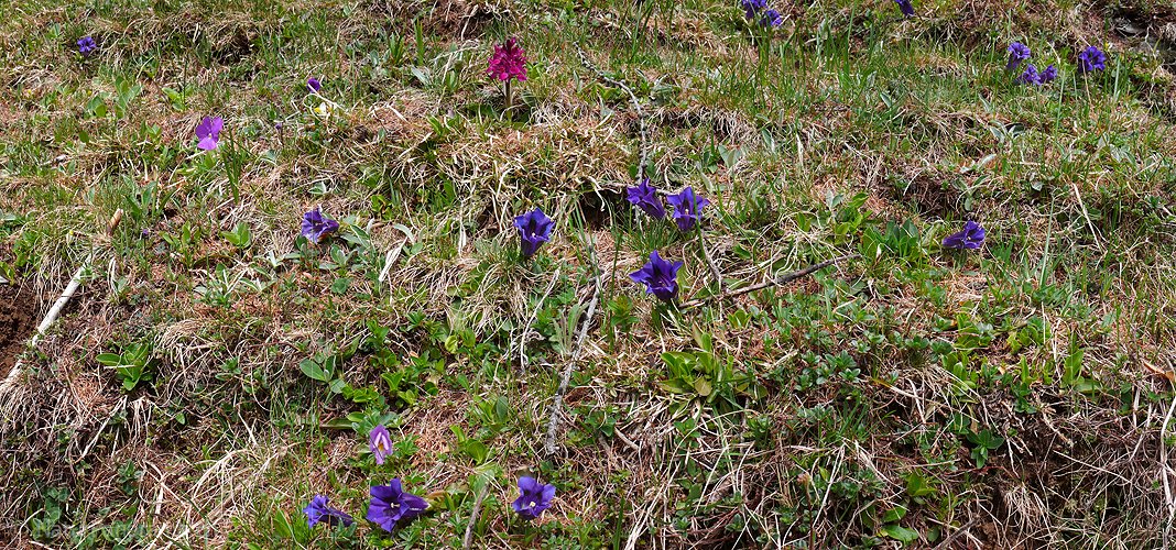 P002152: Panoramabild Enzian und Knabenkraut
