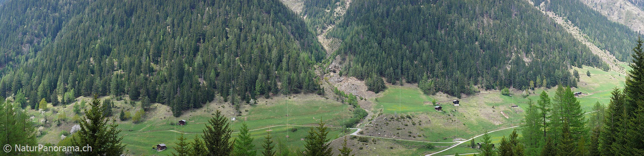 P002155: Panoramafoto Schutzwald