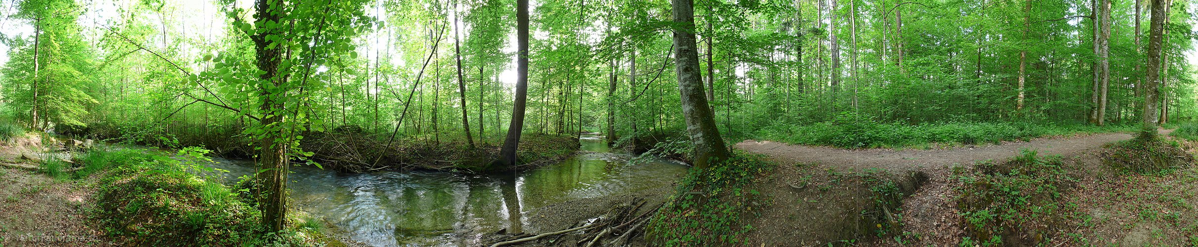 P002208: Panoramabild Auenlandschaft und Auenwald