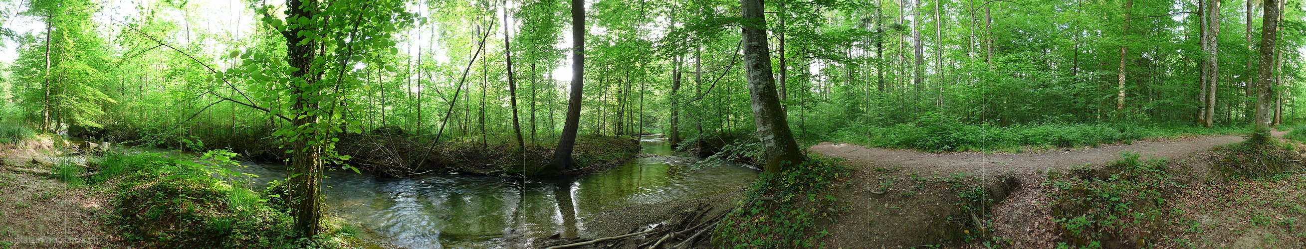 P002208a: Panoramabild Auenlandschaft und Auenwald
