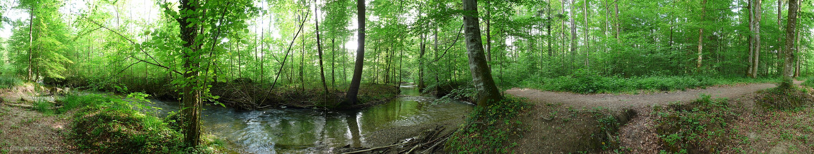 P002208b: Panoramabild Auenlandschaft und Auenwald