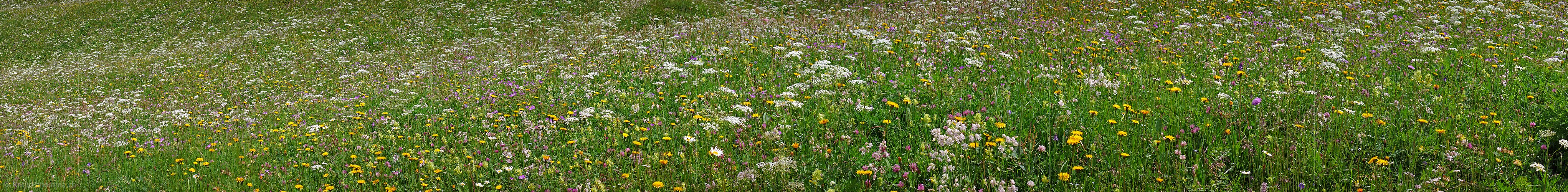 P002259: Panoramafoto einer blühenden Heuwiese/Blumenwiese.