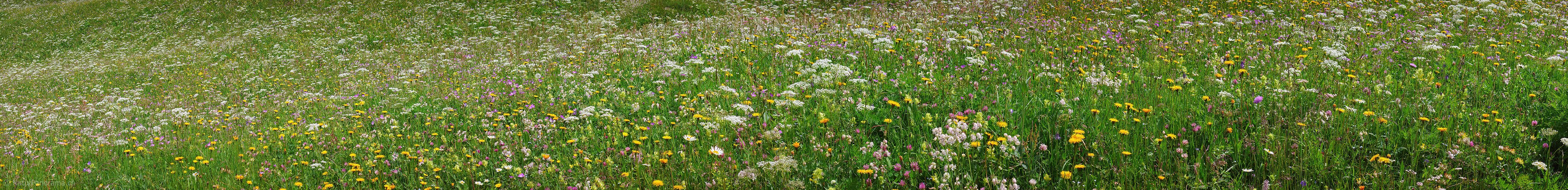 P002259a: Panoramafoto einer blühenden Heuwiese/Blumenwiese.