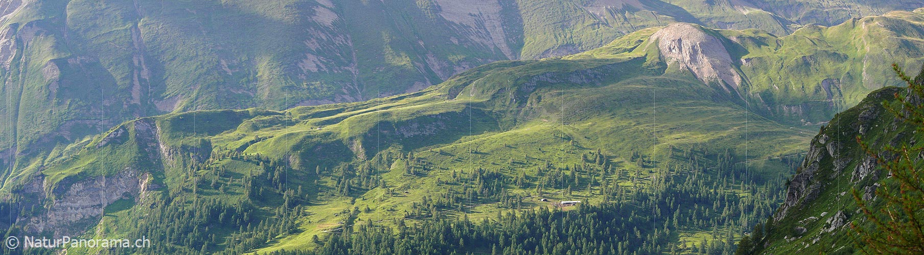 P002382: Panoramabild Geländerücken mit Alpweiden im Abendlicht