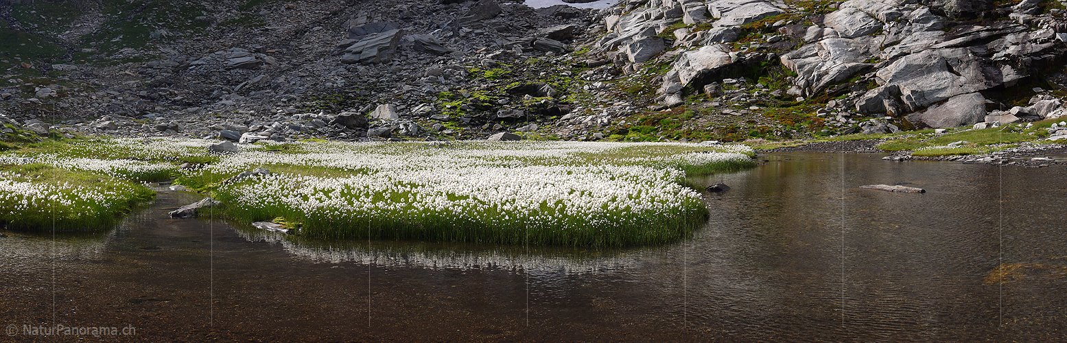 P002389: Panoramabild Wollgras mit Spiegelung