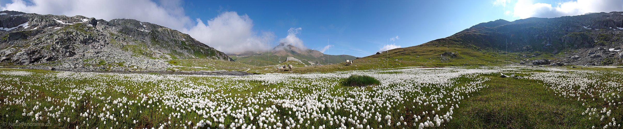 P002391: Panoramabild Wollgraswiese