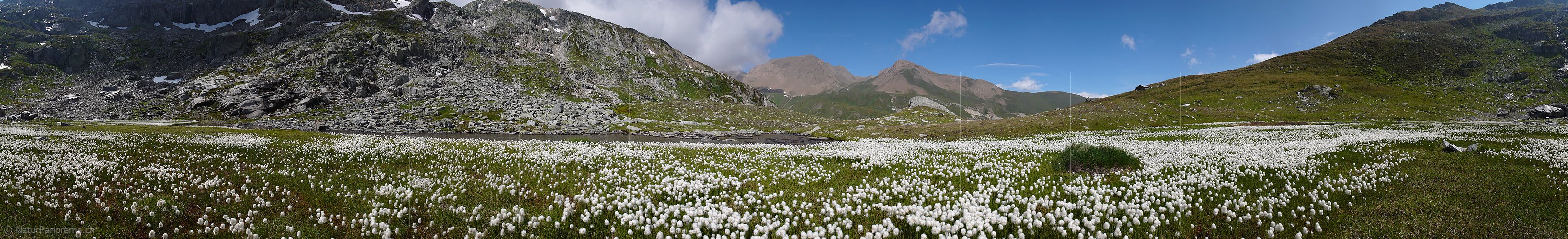 P002401: Panoramaaufnahme Wasserlauf und Wollgras