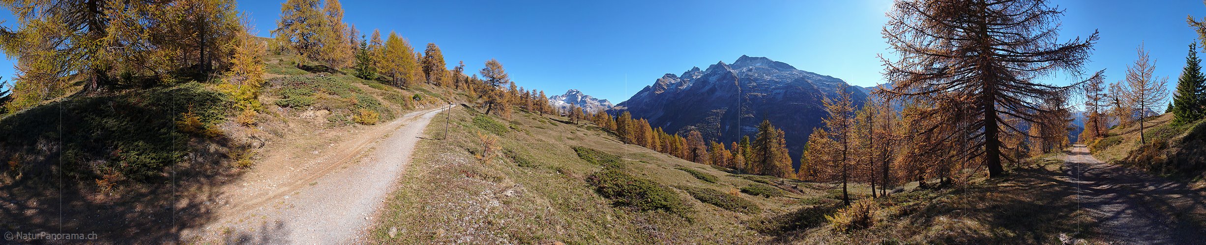 P002631: Panorama Herbstlicher Lärchenwald