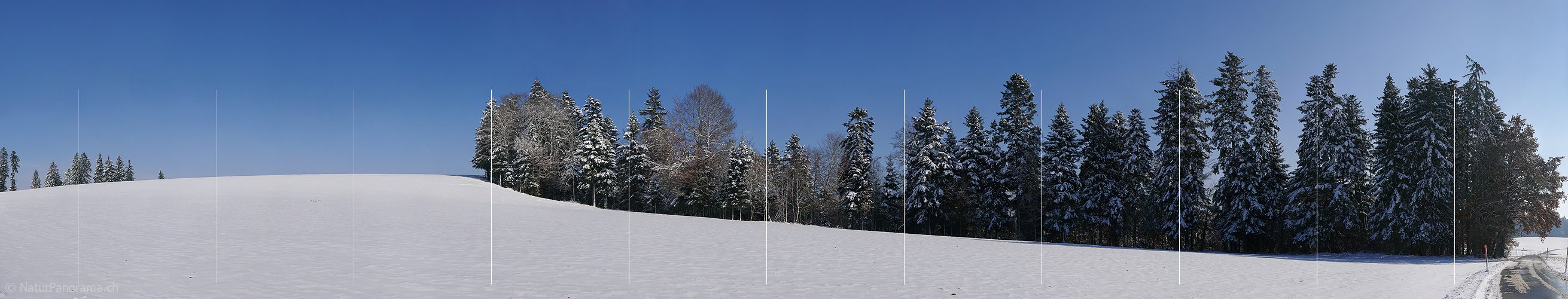 P002820: Panoramabild Winterwald