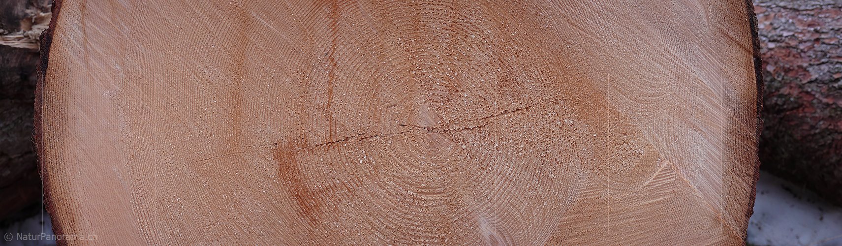P002892: Panoramabild Jahrringe, Baumstamm