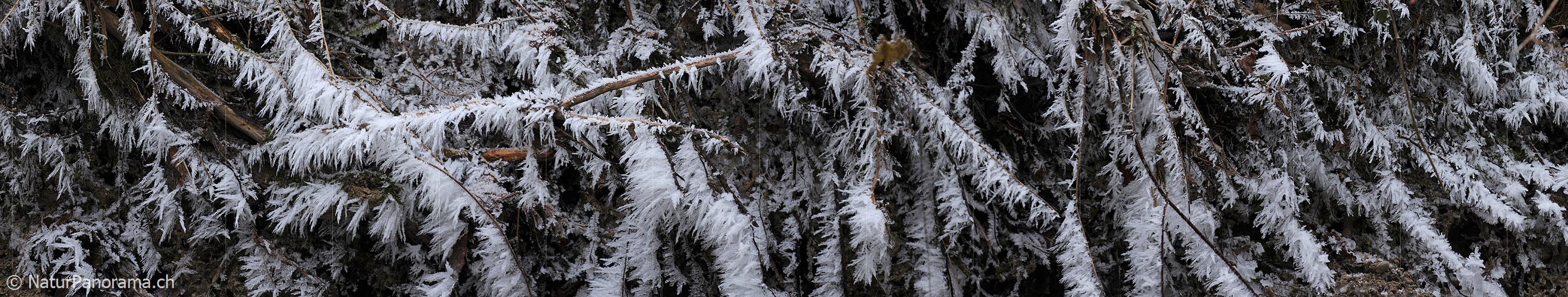 P003032: Hoarfrost panorama