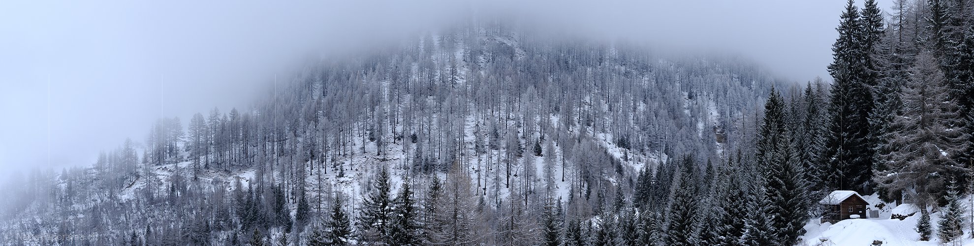 P003052: Panorama Leicht verschneiter Lärchenwald