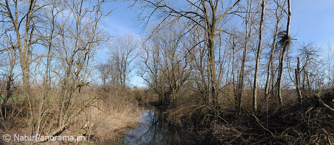 P003285: Panorama Auenlandschaft