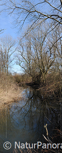 P003288: Panoramabild Auenlandschaft