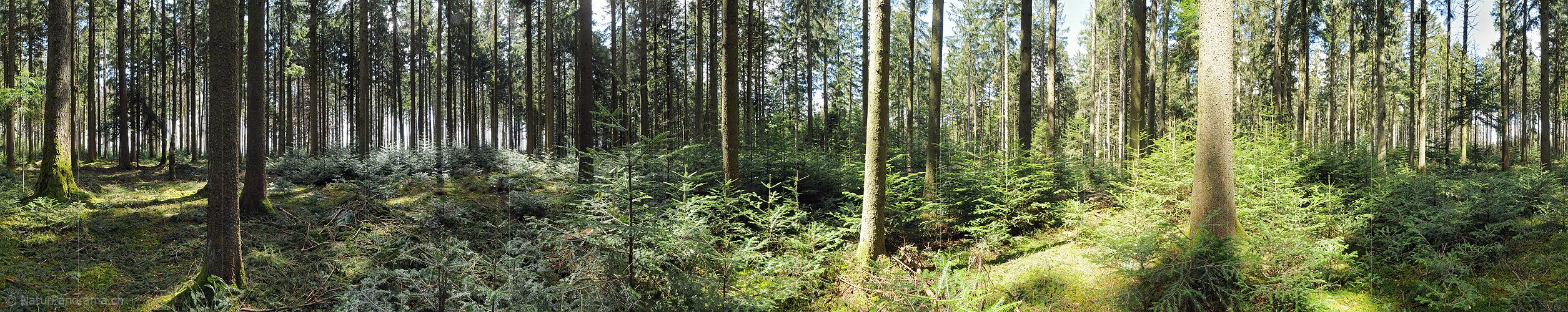 P003362: Panoramabild Tannenwald