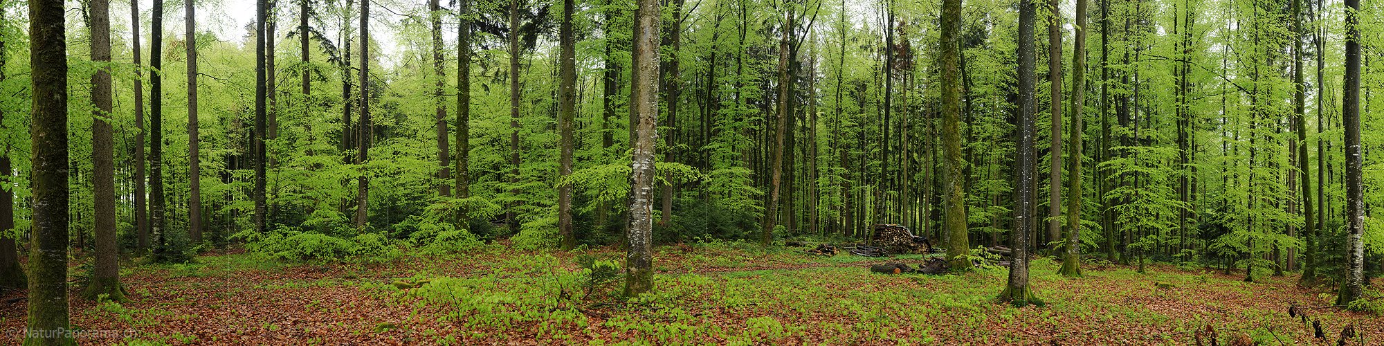 P003442: Panoramabild Bei Regen im Frühlingswald