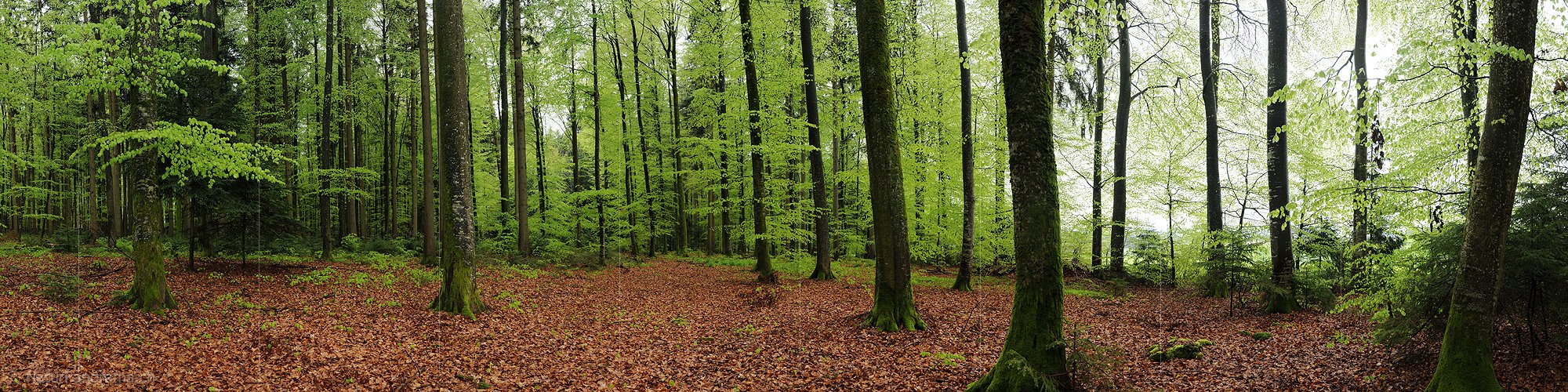 P003443: Panoramafoto Bei Regen im Frühlingswald