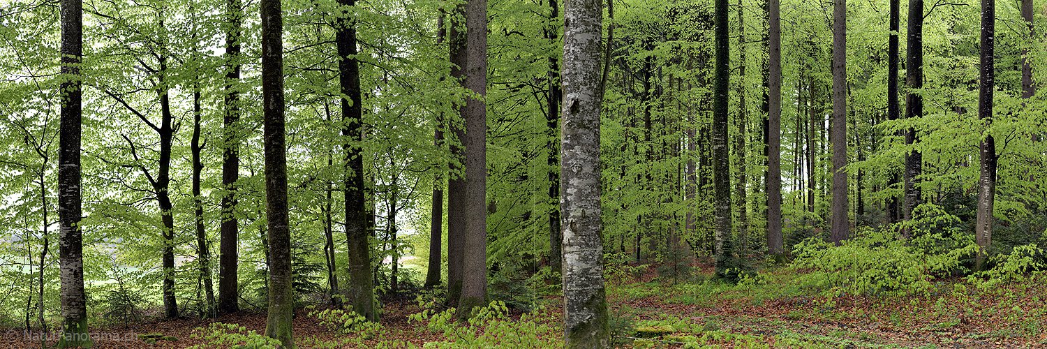 P003446a: Panoramafoto Frisches Grün im Frühlingswald