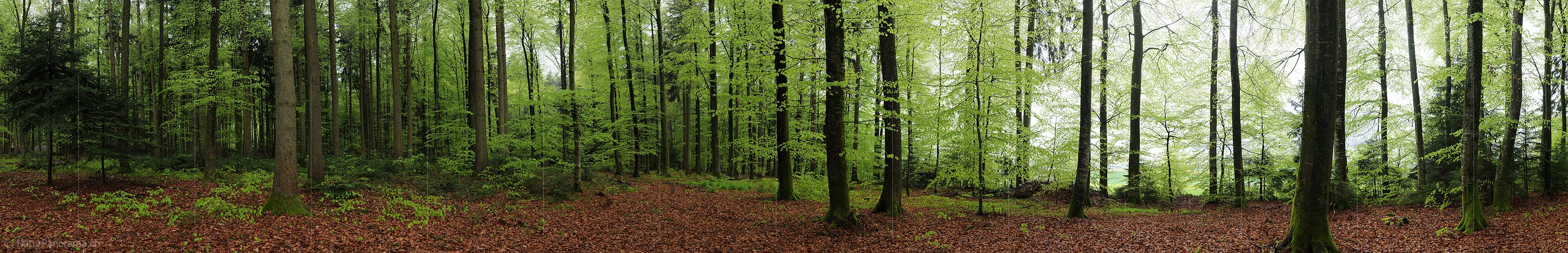 P003451: Grosses Panoramabild Laubwald während leichtem Regen