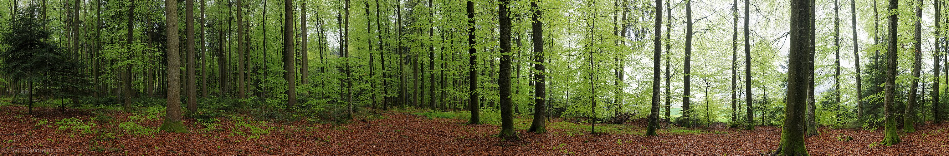 P003451a: Grosses Panoramabild Laubwald während leichtem Regen