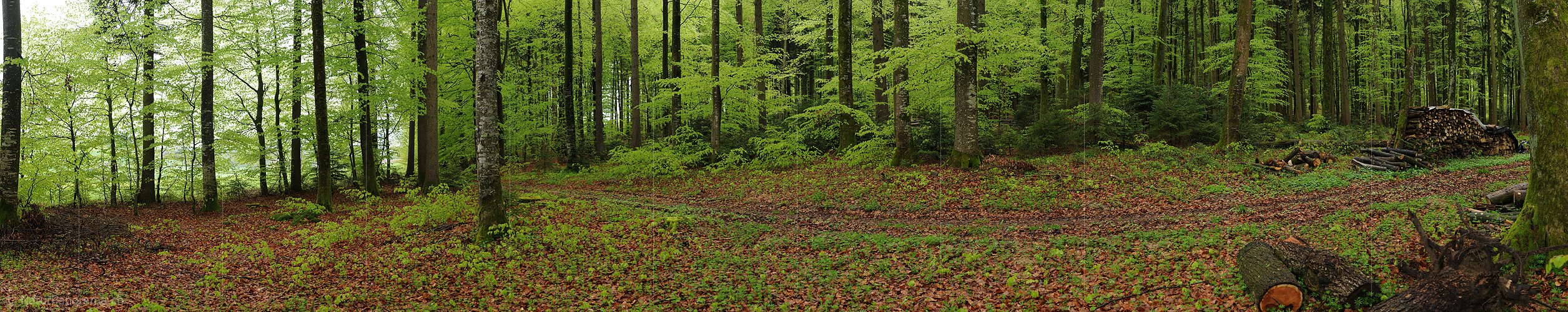 P003453: Grosspanorama Buchenwald